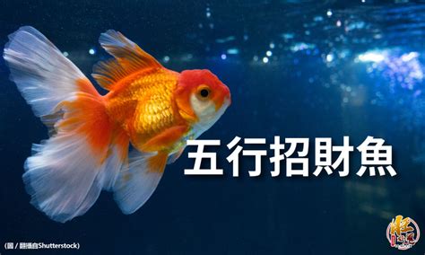 養什麼魚可以招財